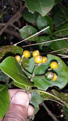 Psychotria reducta