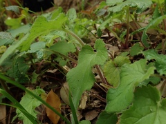 Campanula punctata punctata