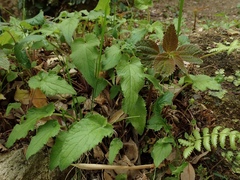 Campanula punctata punctata
