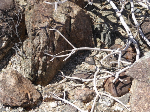 iNaturalist observation photo of Western Side-blotched Lizard