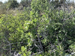 Quercus × undulata
