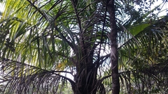 Ravenea madagascariensis