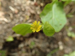 Lapsanastrum humile
