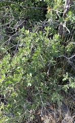 Quercus × undulata