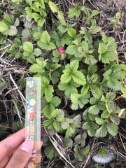 Potentilla hebiichigo