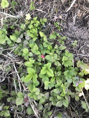 Potentilla hebiichigo