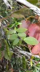 Ophrestia lyallii