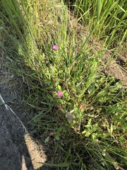 Oenothera rosea