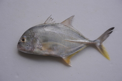 Caranx ignobilis