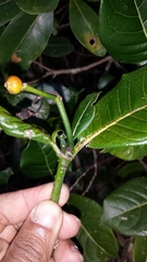 Psychotria reducta