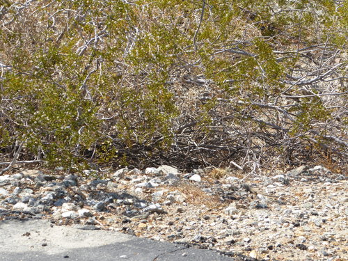 iNaturalist observation photo of Western Whiptail