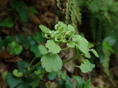 Chrysosplenium japonicum