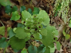 Chrysosplenium japonicum