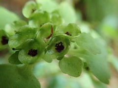 Chrysosplenium japonicum