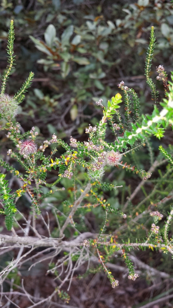 Erica armandiana