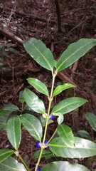 Saldinia axillaris