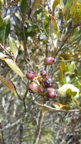 Syzygium condensatum image