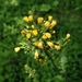 Youngia japonica elstonii - Photo (c) Mizuki Shimoda, some rights reserved (CC BY-NC), uploaded by Mizuki Shimoda