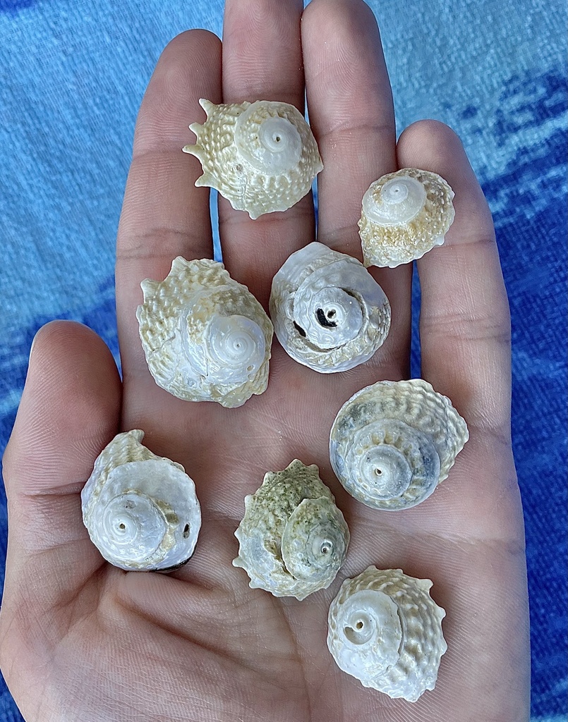 Long-spined Starsnail