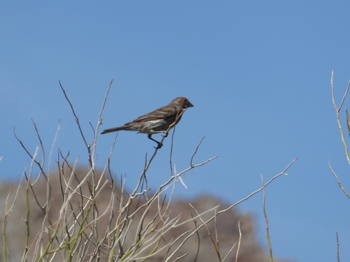 iNaturalist observation photo of House Finch