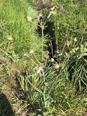 Sonchus asper