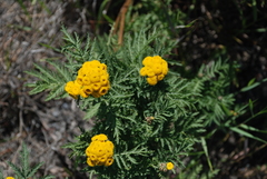 Tanacetum vulgare boreale
