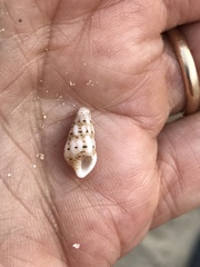 Cerithium scabridum
