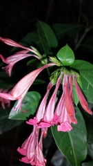 Hypoestes anisophylla