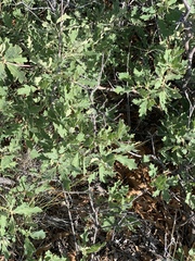 Quercus × undulata