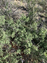 Quercus × undulata