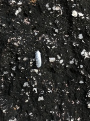 Copsyrna maculata