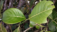 Psychotria reducta