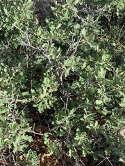 Quercus × undulata