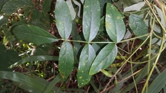 Ophrestia lyallii