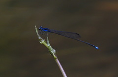 Prodasineura laidlawii