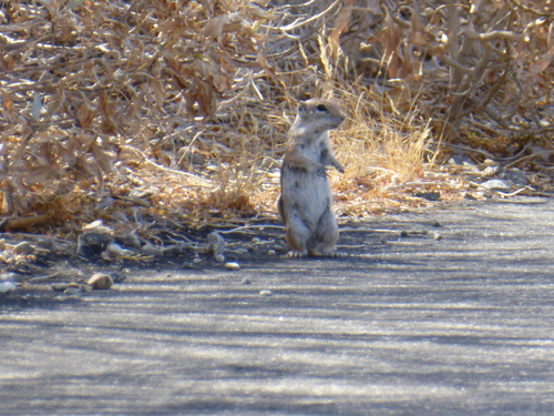 iNaturalist observation photo of White-tailed Antelope Squirrel