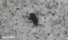 Graptopeltus koreanus