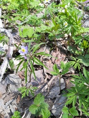 Anemonoides caerulea