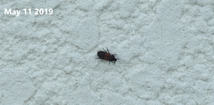 Dermestes vorax