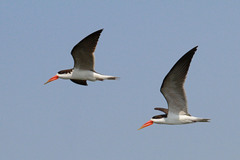 African Skimmer photo 4