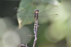 Orthetrum brachiale