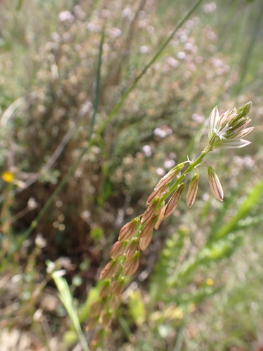 Image of Polygala monspeliaca by (c) Franck Cabot, some rights reserved (CC BY)
