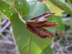 Helicteres laciniosa