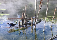 Porphyrio melanotus melanotus