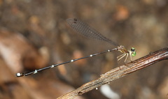 Protosticta trilobata