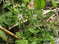 Anemonoides caerulea