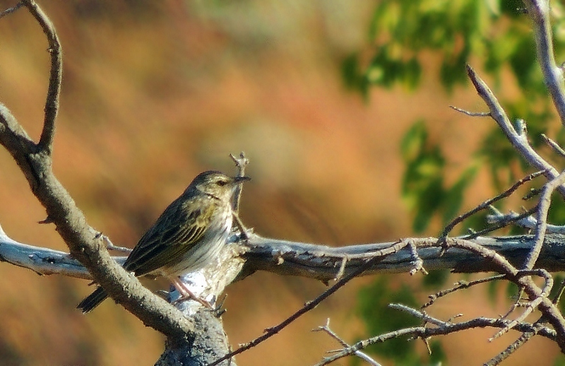 Striped Pipit (Anthus lineiventris), photo 5