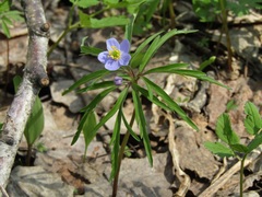 Anemonoides caerulea