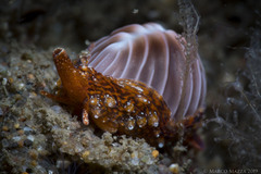 Pseudopusula californiana