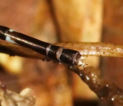 Protosticta grandis